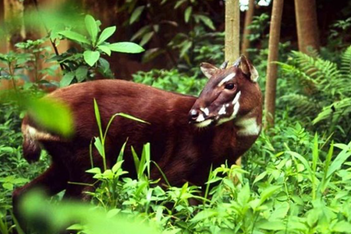 Successfully deciphering the genetic code of Vietnam's rare Saola 